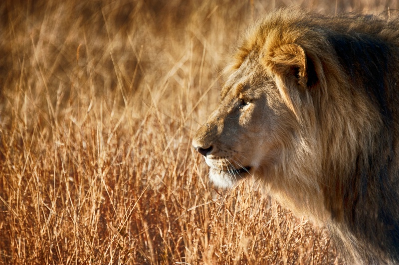 Male lion gazing over his kingdom