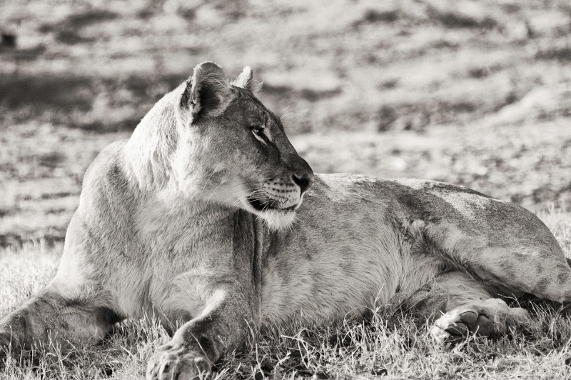 Lioness in B&W
