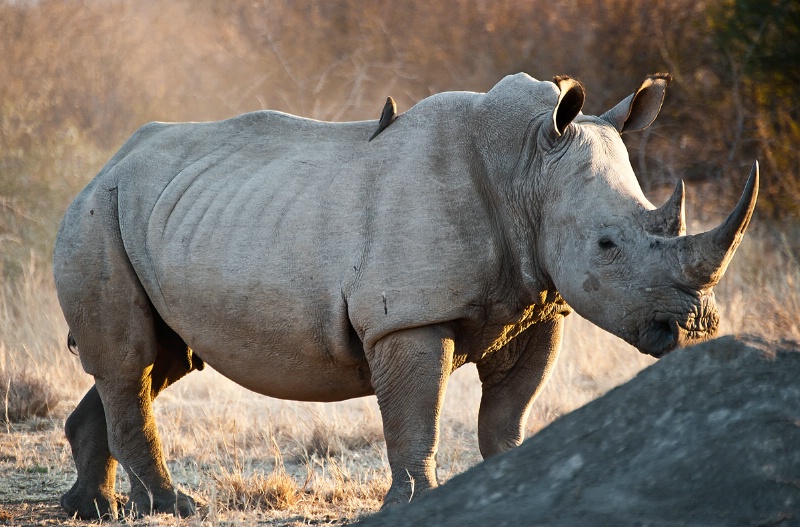 Rhinoceros power