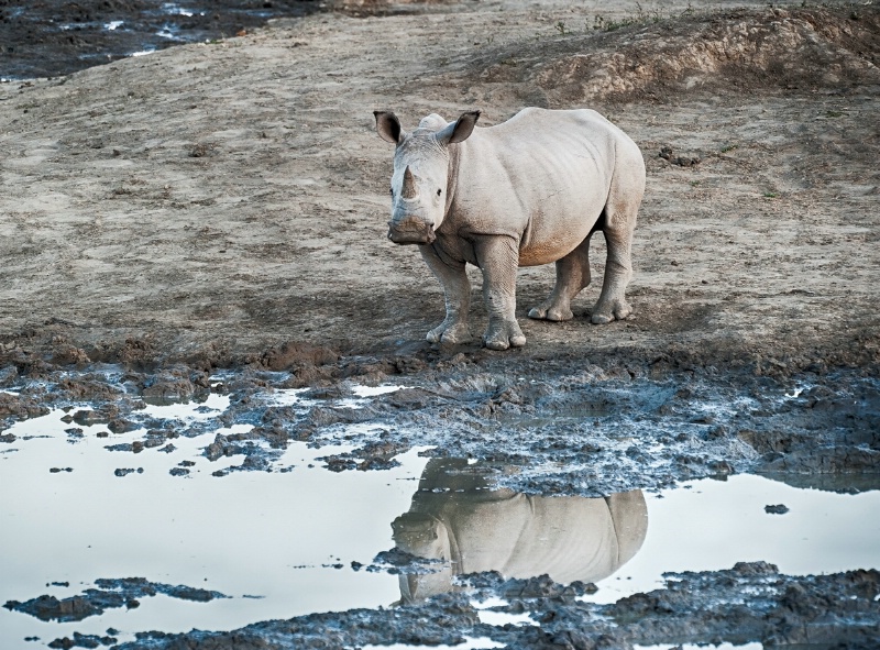 Lonely Rhinoceros at watering hole
