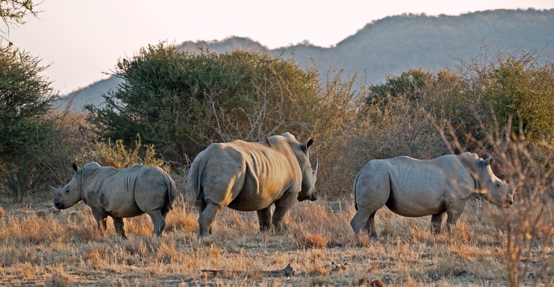 Rhinoceros trio
