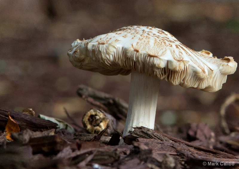 Mushroom alone