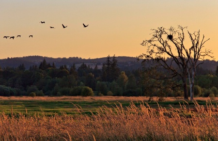 Meadow at dusk