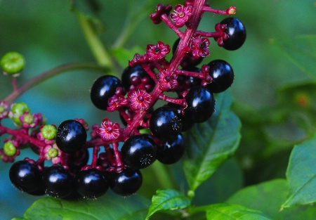 Berries For The Birds