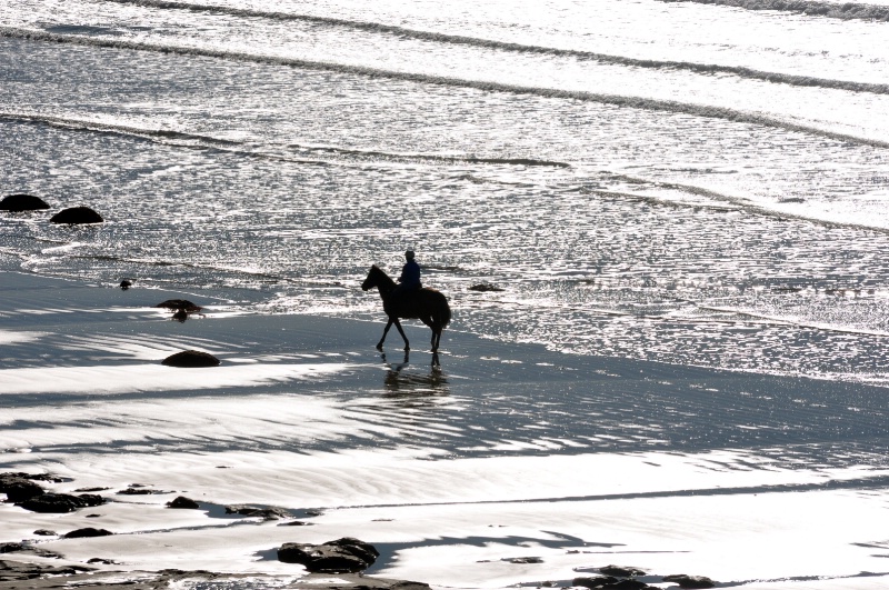 Sea Horse on Glass Beach - ID: 13241643 © al armiger