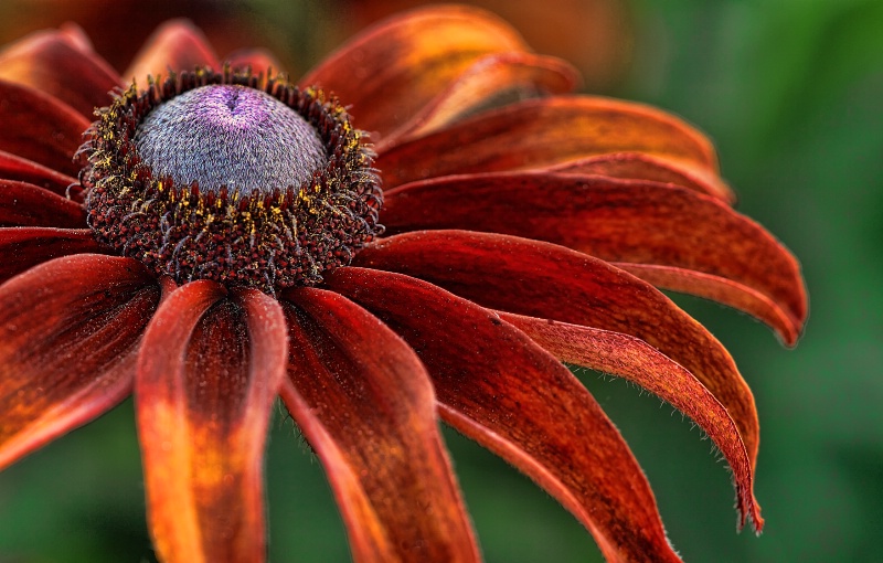 Autumn Black Eyed Susan