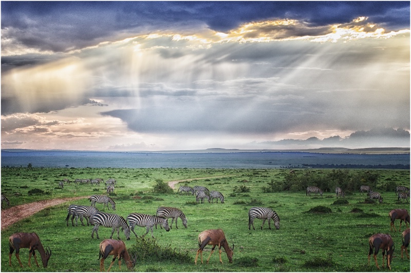 Mealtime on the Masai Mara 