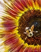 Sunshine Bee