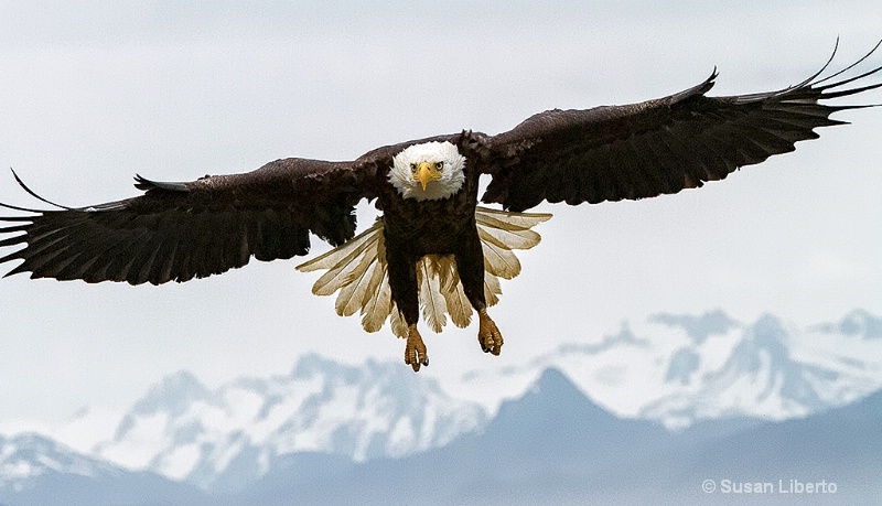 Bald Eagle in Homer, AK