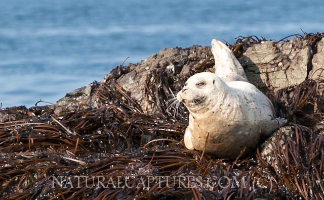 Happy Harbor Seal