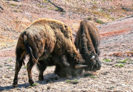 Bison Discussion