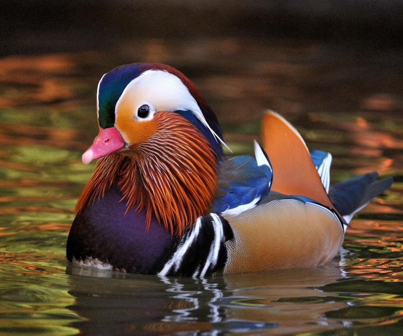Quack!