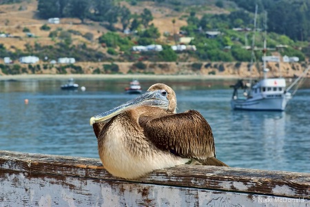 Tyler's Pelican #1