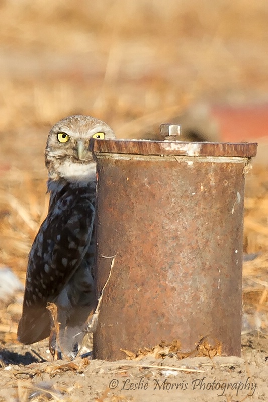 Owl Not so Camoflaged - ID: 13244508 © Leslie J. Morris