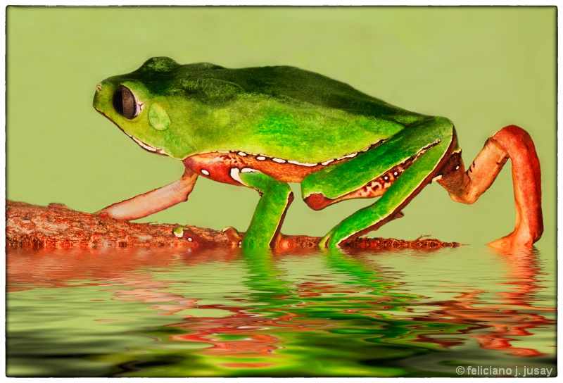 "Green Dart Frog"
