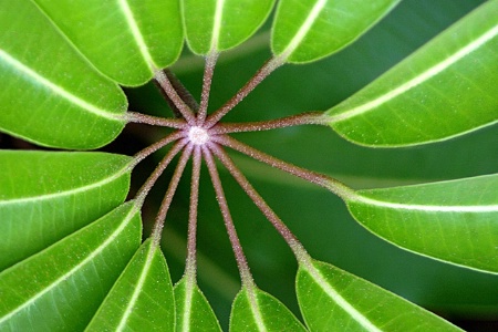 Circle Of Leaves