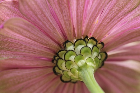 Zinnia #6