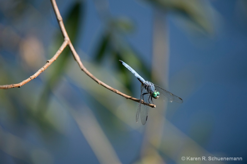 Day of the Dragon Fly