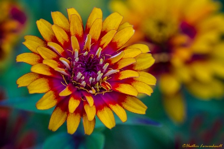 Zesty Zinnia