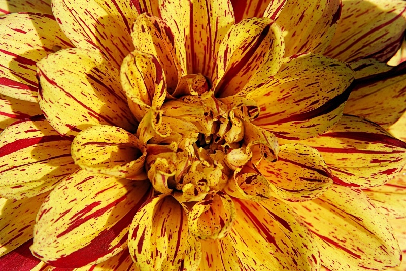 Dahlia 2012  3