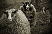 A series of Sheep