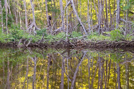 mangrove 