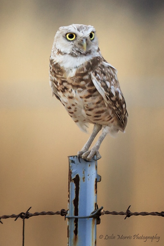 Burrowing Owl Sentry - ID: 13245961 © Leslie J. Morris