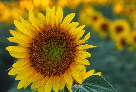 Love Sunflowers