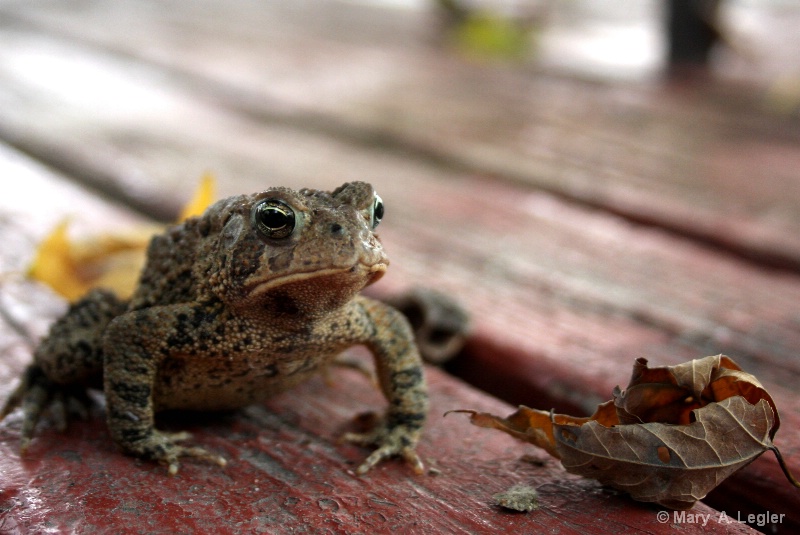 Autumn Toad
