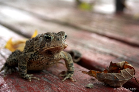 Autumn Toad