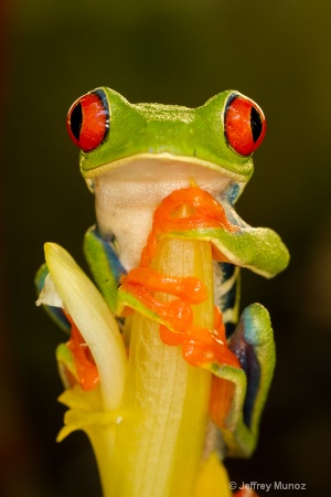 Red-eyed Tree-frog 3