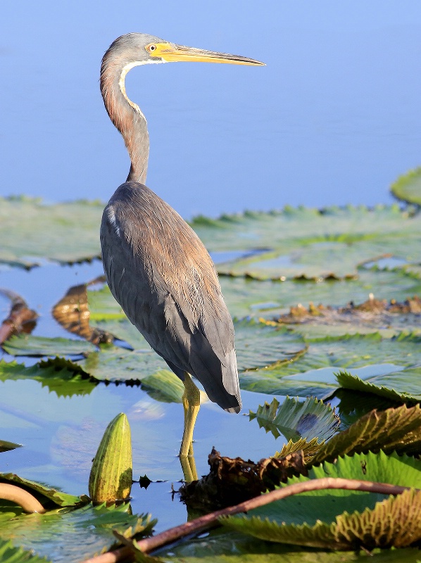 Among The Lily Pads