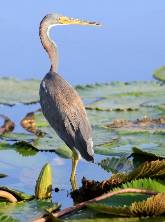 Among The Lily Pads