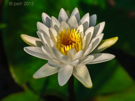 Water Lily