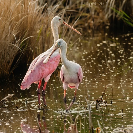 Roseate Spoonbills