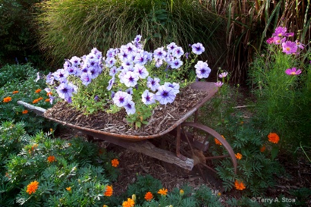 Wheelbarrow Full of Petunias