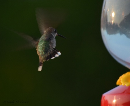 Suspended in Flight