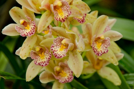 A Cluster of Orchids