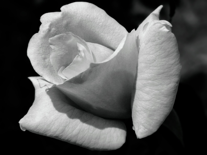 Portrait of a Rose