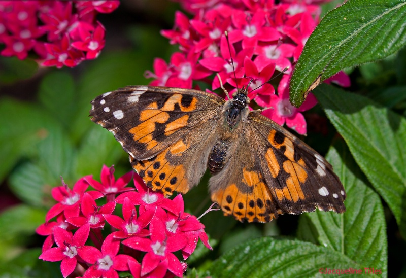 Painted Lady on Egyptian Star Cluster - ID: 13249805 © Jacqueline A. Tilles