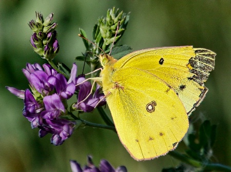 Violet and Yellow