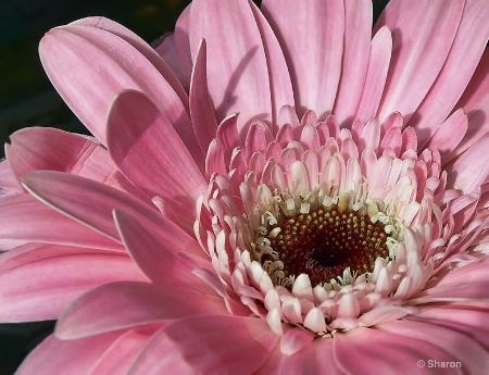 Pink  Gerbera