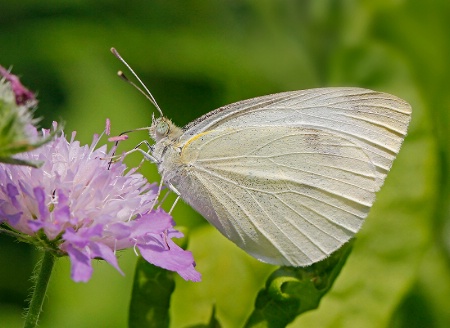 Cabbage White Butterfly