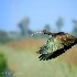 © Leslie J. Morris PhotoID # 13253036: White-faced Ibis 