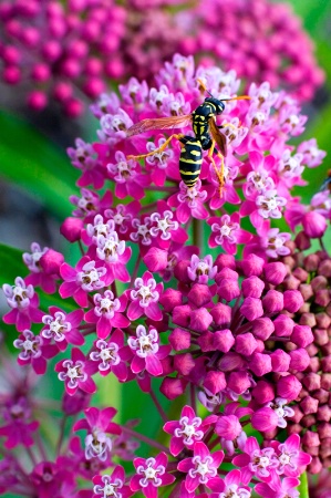 Red Milkweed