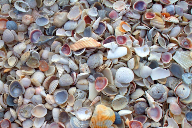 sea shells