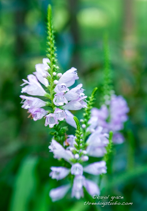 False Dragonhead, Physostegia virginiana