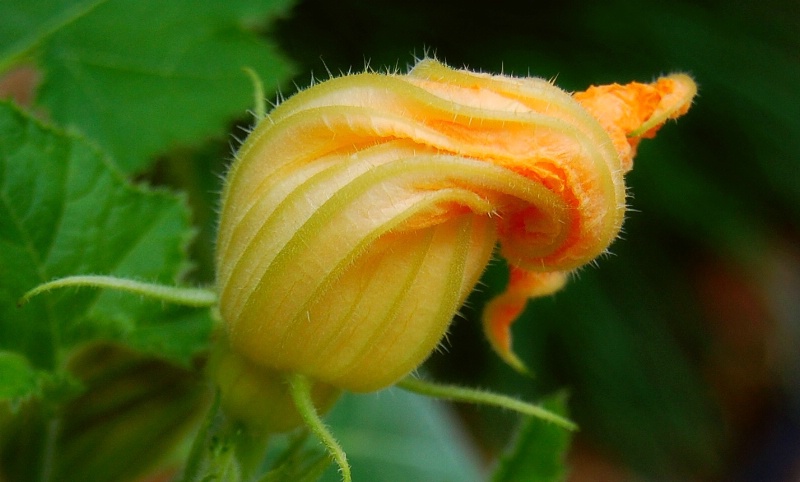 Bloom of a Patty Pan