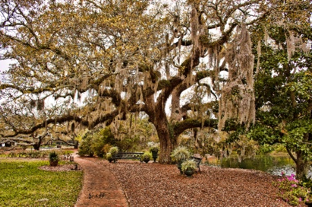 Moss on the Live Oak