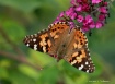 Painted Lady Butt...